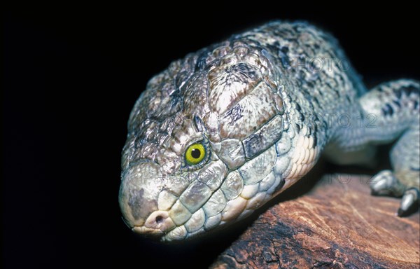 Solomon Islands Giant Skink