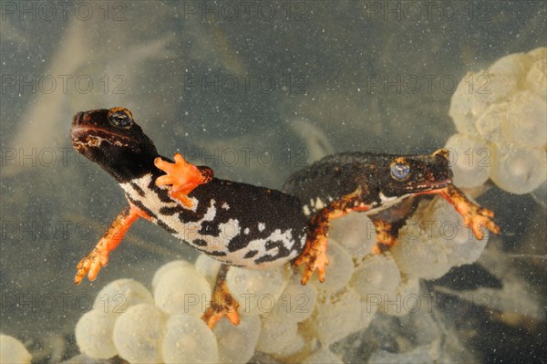 Spectacled salamander