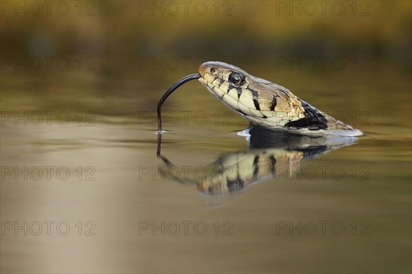 Grass Snake