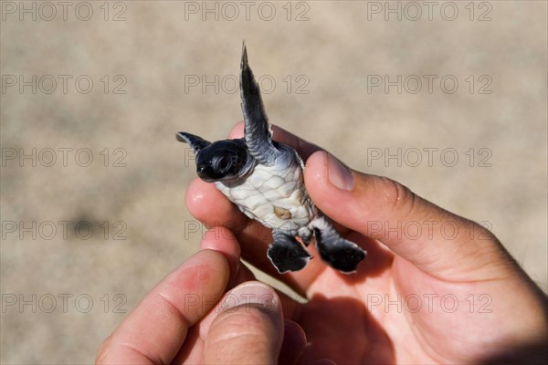 Chelonia mydas agassizi