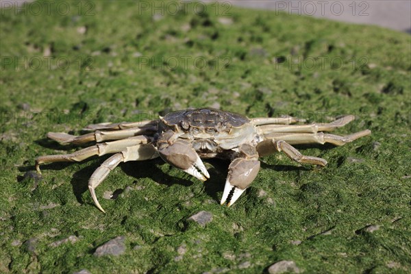 Chinese Mitten Crab