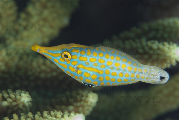 Pallet Filefish