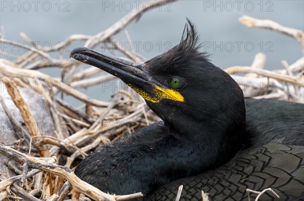 European Shag