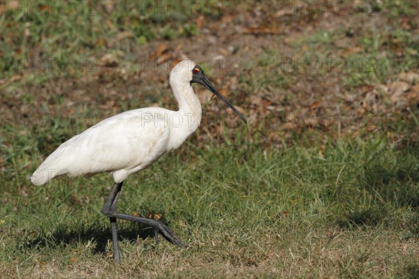 Royal Spoonbill