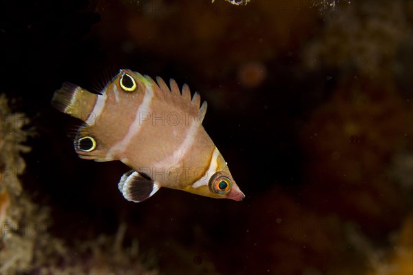 Cave wrasse