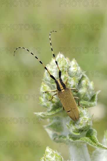 Agapanthia pannonica