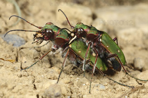 Green tiger beetle