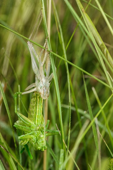 Great Green Bush-cricket