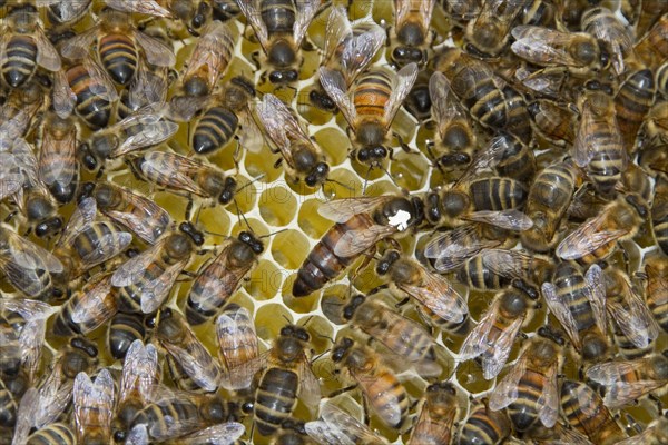 The queen bee marked with a white dot is laying eggs in queen cups. A virgin queen will develop from a fertilized egg. The young queen larva develops differently because it is more heavily fed royal jelly
