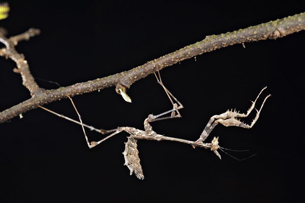 Stick insect