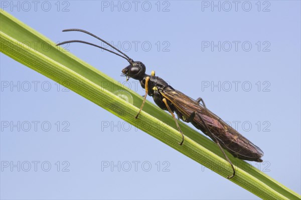 Stem Sawfly