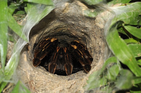 Tarantulas