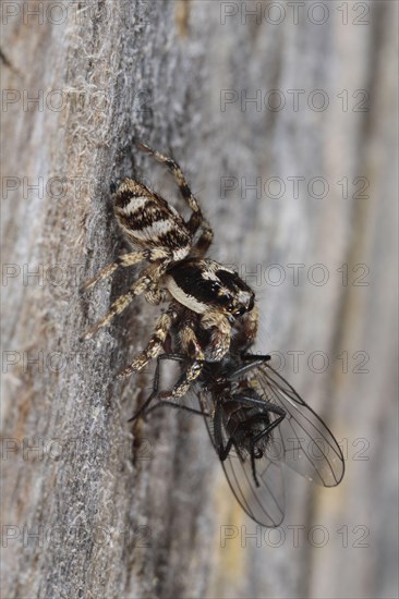 Zebra spider