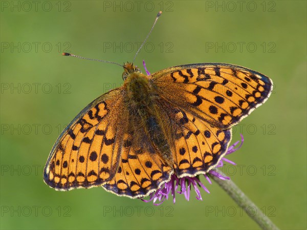 Niobe Fritillary