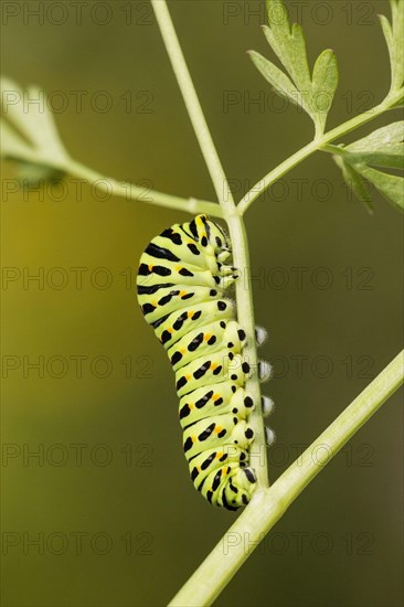 Swallowtail