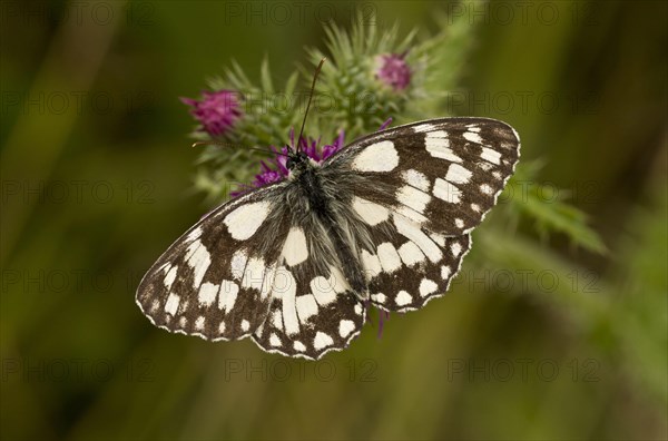 Marbled White