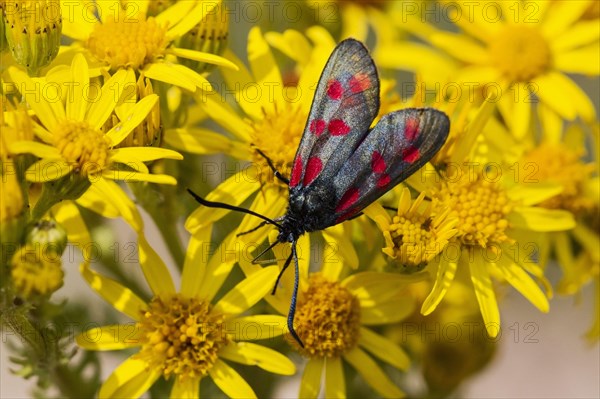 Six-spot burnet