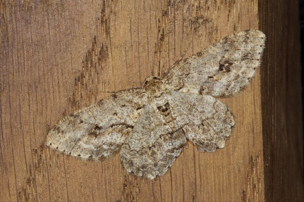 Engrailed Moth