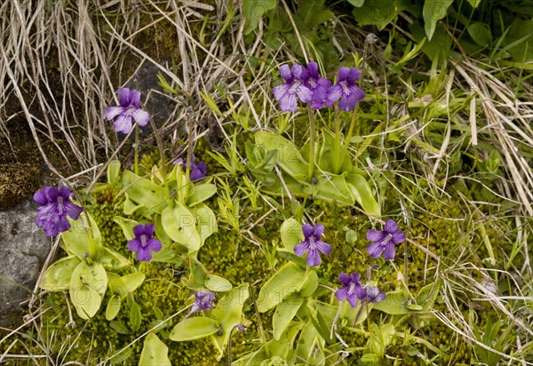 Large-flowered butterwort