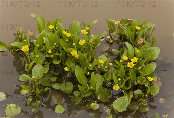 Adder's tongue spearwort