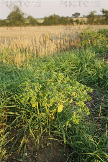 Sun spurge