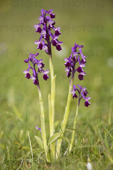 Long-spurred Orchid