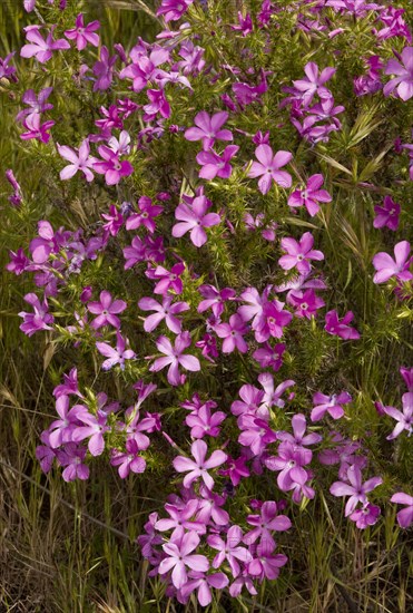 California Spiny Phlox