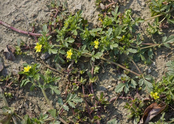 Spreading low cinquefoil