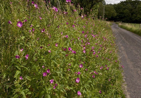 Great Willowherb