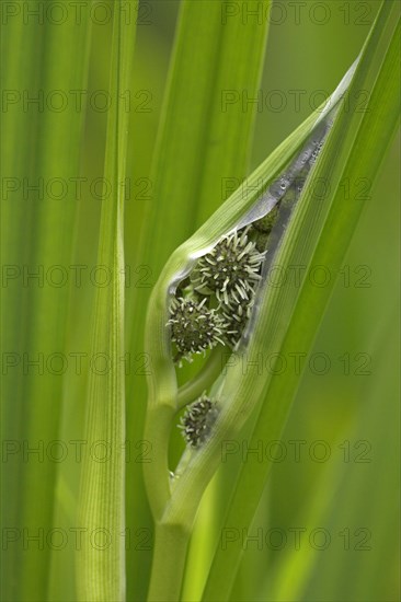 Branched simplestem bur-reed