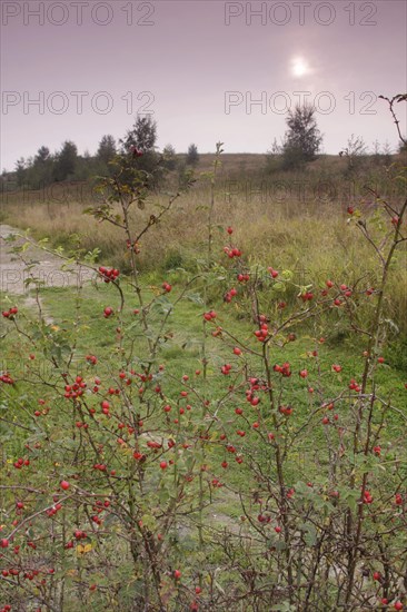 Dog Rose