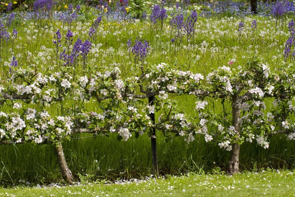 Flowering apple tree