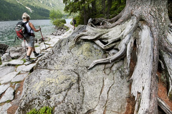 Roots of stone pine