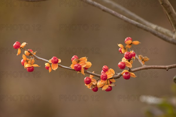 Oriental Staff Vine