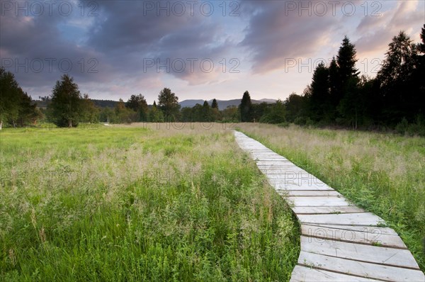 Boardwalk across raised peatland bog habitat