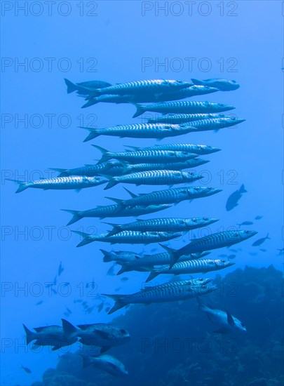 Shoal