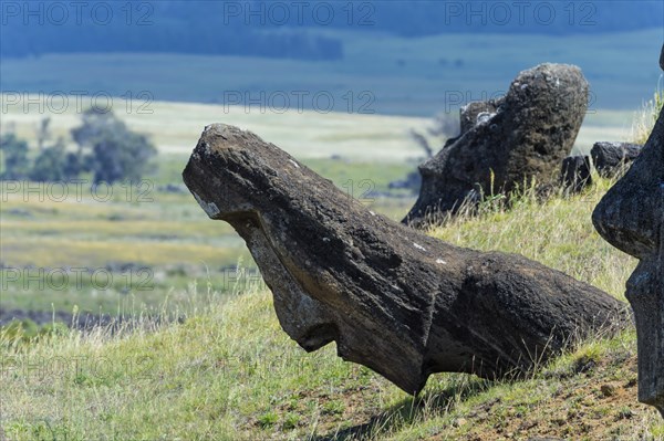 Moais in Rano Raraku