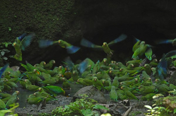 SKobalt-winged Parakeets and Golden-cheeked Parrots