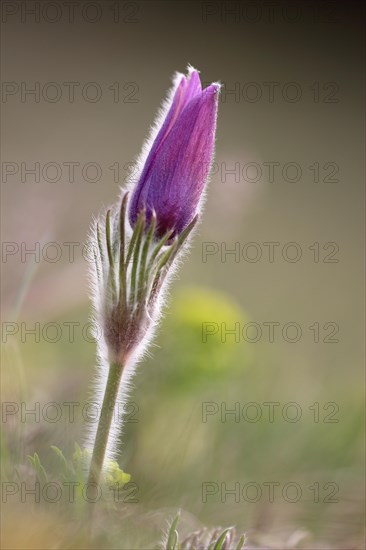 Common pasque flower