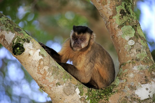 Brown Capuchin