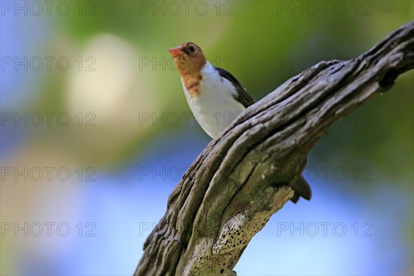 Yellow-billed cardinal