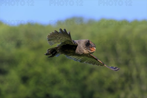 Sao Tome Barn Owl