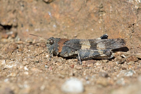 Blue-winged Grasshopper