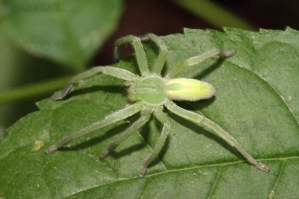 Green grasshopper spider