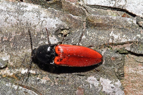 Blood red click beetle