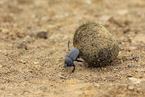 Dung beetle