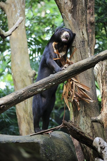 Sun bear