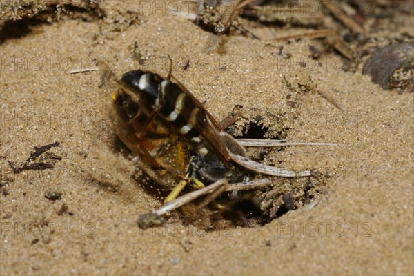 Beaked gyro wasp