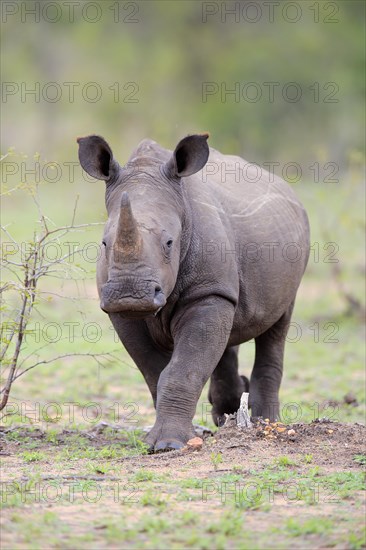 White Rhinoceros