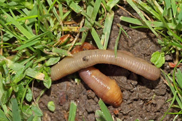 Earthworm